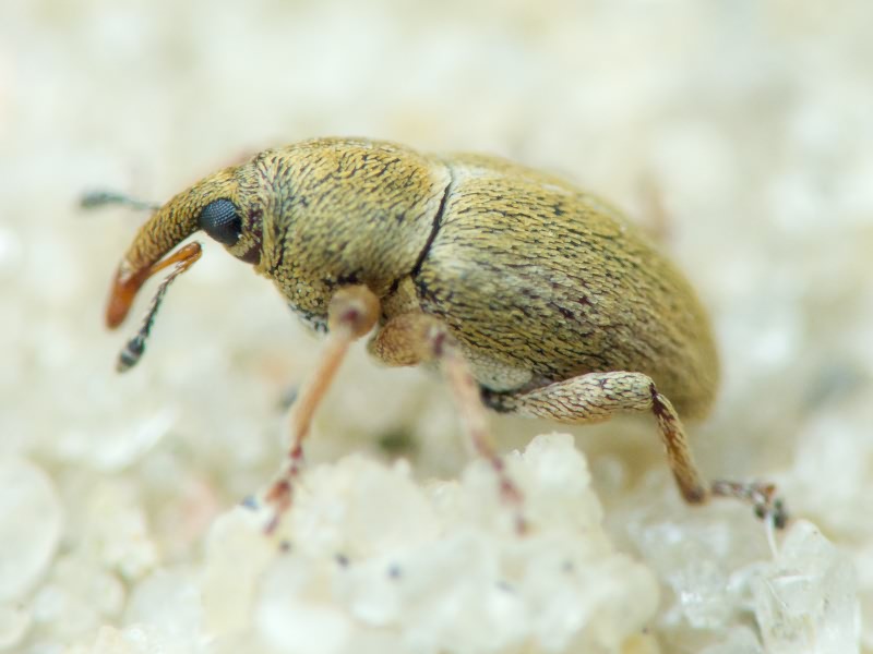 Tychius Germar, 1817